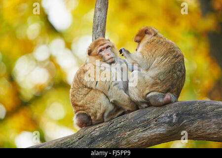 Barbary Affe, Berberaffe (Macaca Sylvanus), zwei Berberaffen Pflege Stockfoto