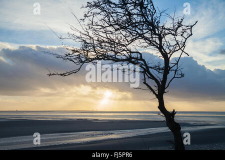 Silhouette von einem einsamen Baum vor Sand der Morecambe Bay, Lancashire, UK Stockfoto