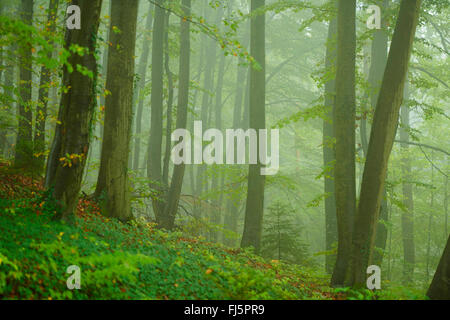 Rotbuche (Fagus Sylvatica), nebligen Buchenwälder im Herbst, Deutschland, Bayern, Oberpfalz Stockfoto