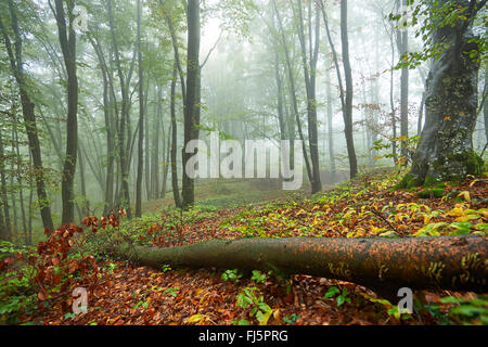 Rotbuche (Fagus Sylvatica), umgestürzten Baum in einen nebligen Buchenwald im Herbst, Deutschland, Bayern, Oberpfalz Stockfoto