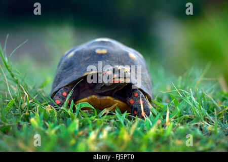 Red-footed Schildkröte (Chelonoidis Carbonarius), Schildkröte mit roten Beinen in einer Wiese, Grenada, Sandinsel, Carriacou Stockfoto