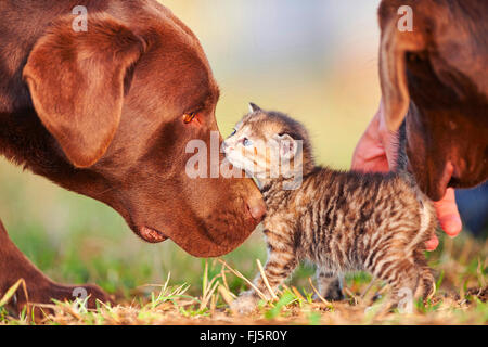 Labrador Retriever (Canis Lupus F. Familiaris), Labrador Retriever schnüffeln sorgfältig auf ein fünf Wochen alte Kätzchen, Deutschland Stockfoto
