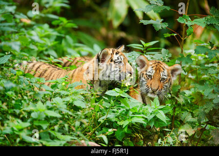 Sibirische Tiger, Amurian Tiger (Panthera Tigris Altaica), zwei Tassen im Dickicht Stockfoto