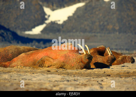 Walross (Odobenus Rosmarus), ruhen Walrosse, Norwegen, Svalbard Stockfoto