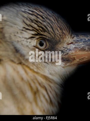 Eine Nahaufnahme Farbfoto des Teil des Kopfes, Seitenansicht einen Kookaburra (Dacelo Leachii) Stockfoto