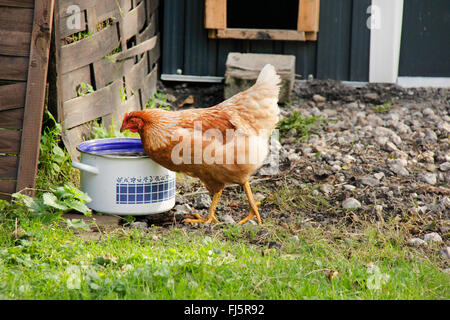 Hausgeflügel (Gallus Gallus F. Domestica), trinkt braune Henne aus einem Topf, Deutschland, Niedersachsen Stockfoto