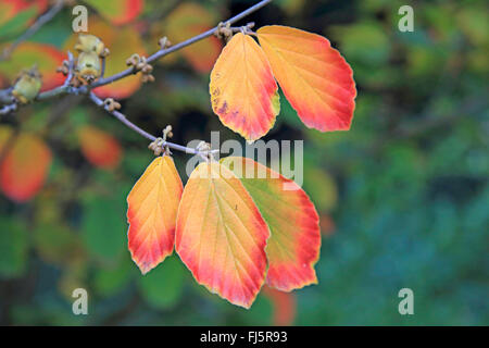 Zaubernuss (Hamamelis Intermedia, Hamamelis x Intermedia), Blätter im Herbst auf einem Zweig Stockfoto