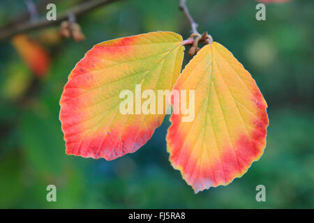 Zaubernuss (Hamamelis Intermedia, Hamamelis x Intermedia), Blätter im Herbst auf einem Zweig Stockfoto