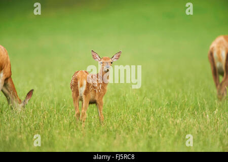 Rothirsch (Cervus Elaphus), fawn, auf einer Wiese, Deutschland, Bayern Stockfoto