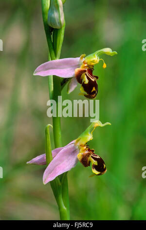 Biene Orchidee (Ophrys Apifera) blühen, Deutschland Stockfoto