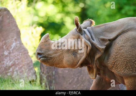 Größere Panzernashorn, Great Indian One gehörnten Nashorn (Rhinoceros Unicornis), portrait Stockfoto