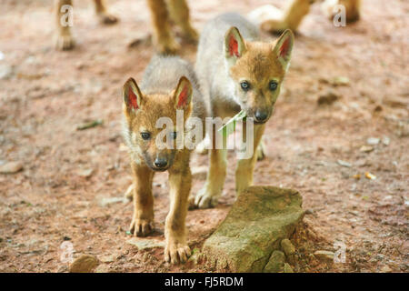 Europäische graue Wolf (Canis Lupus Lupus), wolf zwei Jungtiere, Deutschland, Bayern Stockfoto