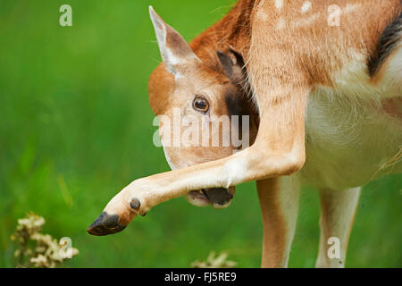 Damhirsch (Dama Dama, Cervus Dama), besitzenden ein Kratzer, Deutschland, Bayern Stockfoto