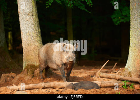 Wildschwein, Schwein, Wildschwein (Sus Scrofa), Wildschwein reiben an einem Baumstamm, Deutschland, Bayern Stockfoto