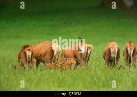 Rothirsch (Cervus Elaphus), Herde von Hirschen Weiden, Deutschland, Bayern Stockfoto