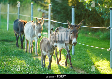 Inländische Esel (Equus Asinus Asinus), Stute mit Fohlen und zwei anderen Esel auf einer Wiese, Deutschland Stockfoto