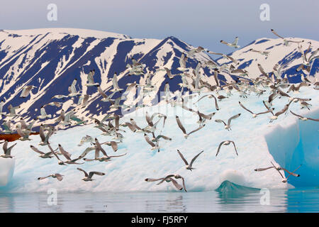 Schwarz-legged Kittiwake (Rissa Tridactyla, Larus Tridactyla), auf einem Eisberg im Liefdefjord, Norwegen, Svalbard Stockfoto