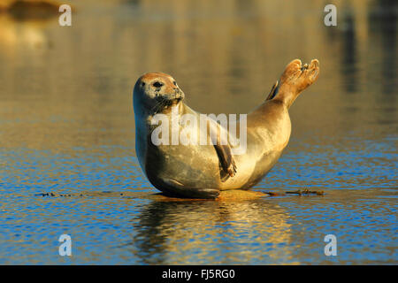 Hafen Sie Dichtung, Seehunde (Phoca Vitulina), Lys auf einem Stein im Wasser, Norwegen, Spitzbergen, Magdalenenfjord Stockfoto