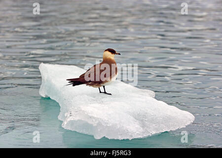 Parasitäre Jaeger, Arctic Skua, parasitäre Skua (Stercorarius Parasiticus), auf einer Eisscholle, Norwegen, Spitzbergen Stockfoto