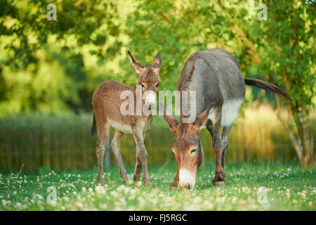 Inländische Esel (Equus Asinus Asinus), Esel Stute mit Fohlen auf einer Wiese, Deutschland Stockfoto