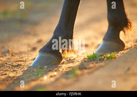 Inländische Esel (Equus Asinus Asinus), zwei Hufen eines Esels, Deutschland Stockfoto