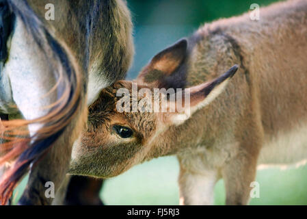 Inländische Esel (Equus Asinus Asinus), Esel Fohlen trinken durch die Mutter, Deutschland Stockfoto