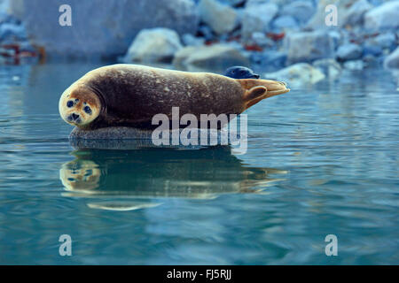 Hafen Sie Dichtung, Seehunde (Phoca Vitulina), Lys auf einem Stein im Wasser, Norwegen, Spitzbergen, Magdalenenfjord Stockfoto