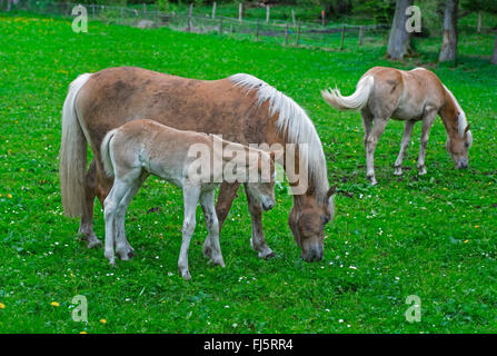 inländische Pferd (Equus Przewalskii F. Caballus), Stute mit Fohlen in einer Frühlingswiese, Oberbayern, Oberbayern, Bayern, Deutschland Stockfoto