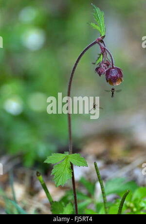 Purple Avens, Wasser Avens (Geum Rivale), Blume mit Schwebfliegen, Oberbayern, Oberbayern, Bayern, Deutschland Stockfoto