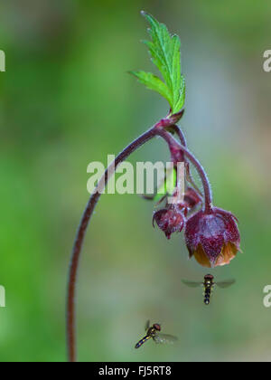 Purple Avens, Wasser Avens (Geum Rivale), Blume mit Schwebfliegen, Oberbayern, Oberbayern, Bayern, Deutschland Stockfoto