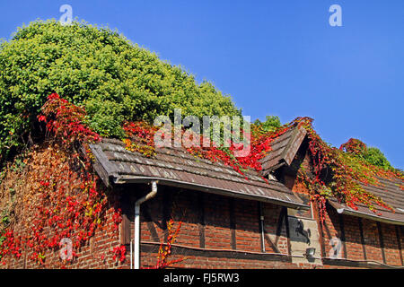 Boston-Efeu, japanische Schlingpflanze (Parthenocissus Tricuspidata), Boston-Efeu mit herbstlichen Farben und blühender Efeu auf dem Dach, Deutschland Stockfoto