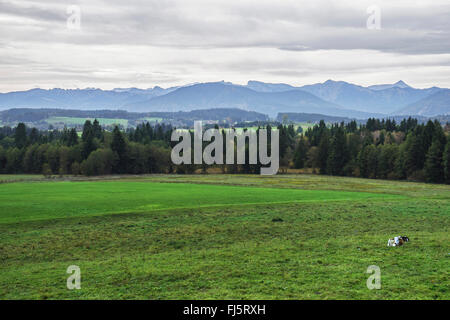 Blick auf Weiden und Ammergauer Alpen, Oberbayern, Deutschland, Bayern, Oberbayern Stockfoto