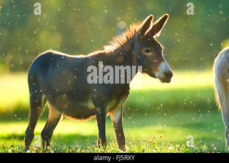 Inländische Esel (Equus Asinus Asinus), stehend auf einer Wiese, Deutschland Stockfoto