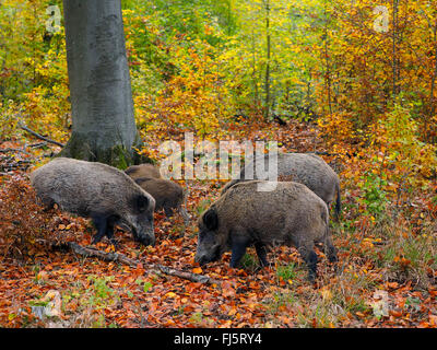 Wildschwein, Schwein, Wildschwein (Sus Scrofa), Echolot im herbstlichen Wald, Deutschland, Baden-Württemberg Stockfoto