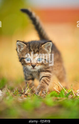 Hauskatze, Hauskatze (Felis Silvestris F. Catus), fünf Wochen alte Kätzchen zu Fuß auf einer Wiese, Deutschland Stockfoto