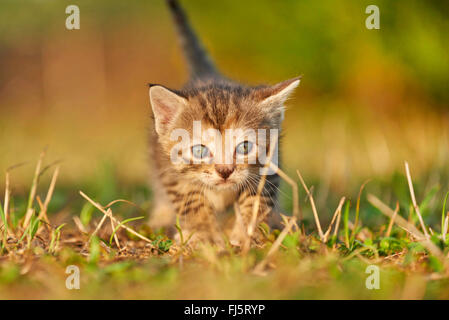 Hauskatze, Hauskatze (Felis Silvestris F. Catus), fünf Wochen alte Kätzchen stehen auf einer Wiese, Deutschland Stockfoto