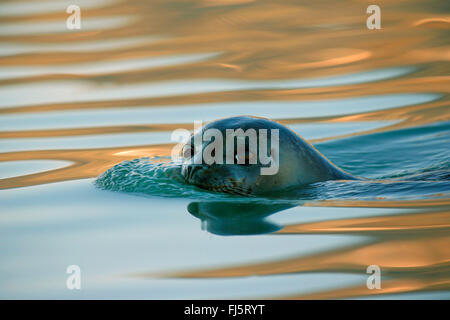 Harbor Seal, Seehunde (Phoca Vitulina), Schwimmen, Norwegen, Svalbard, Magdalenenfjord Stockfoto