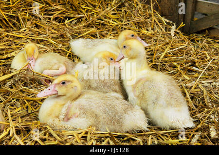 heimischen Gänse (Anser Anser F. Domestica), Gans Küken auf Stroh, Deutschland Stockfoto