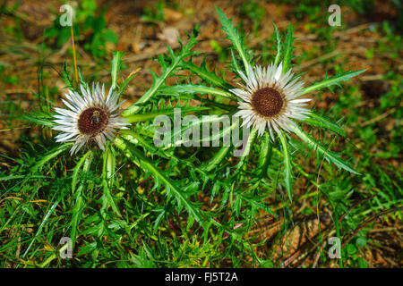 Zwerg Distel, stammlose Carline Thistle (Carlina Acaulis), zwei Blütenstände, Oberbayern, Oberbayern, Bayern, Deutschland Stockfoto