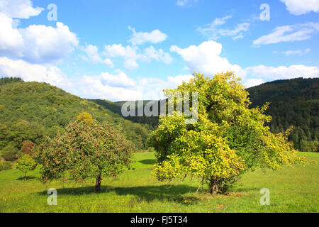 Apfelbaum (Malus Domestica), Odenwald im Herbst zwei Apfel Bäume links eins mit Mistel, Deutschland, Baden-Württemberg Stockfoto