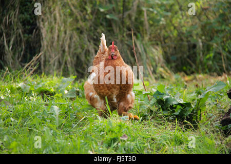 Hausgeflügel (Gallus Gallus F. Domestica), braune Henne auf das Futter in eine Wiese, Deutschland, Niedersachsen Stockfoto