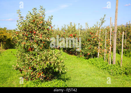 Apfelbaum (Malus Domestica), mit reifen Äpfeln im Herbst, Deutschland, Baden-Württemberg Stockfoto