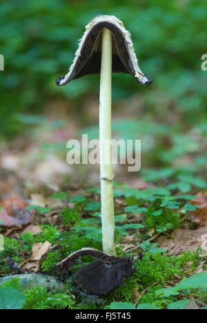 Shaggy Tinte GAP, des Rechtsanwalts Perücke, Shaggy Mähne (Coprinus Comatus, Coprinus Ovatus), alte Fruchtkörper, halbiert, Oberbayern, Oberbayern, Bayern, Deutschland Stockfoto