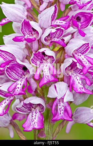 militärische Orchidee (Orchis Militaris), Blumen, Deutschland Stockfoto