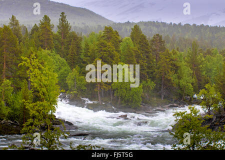 Frühling in Saltdalen, Norwegen, Nordland, Saltdalen Stockfoto