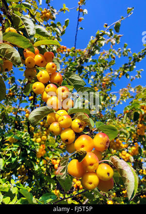 Toringo Holzapfel, Toringo Holzapfel (Malus X zumi 'Golden Hornet', X zumi Malus Golden Hornet), Zweig mit Früchten, Sorte Golden Hornet Stockfoto