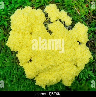 Rührei Ei Schleim, Blumen Tan (Fuligo Septica), auf Moos, Bayern, Oberbayern, Oberbayern, Alpenvorland Stockfoto