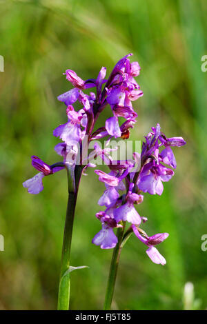 Green-winged Orchid, Green-veined Orchid (Orchis Morio, Anacamptis Morio), Blütenstände, Deutschland Stockfoto