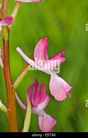 Lax-blühende Orchidee, Loose-Flowered Orchidee, Green-winged Orchid Wiese (Orchis Laxiflora, Anacamptis Laxiflora), Blume Stockfoto