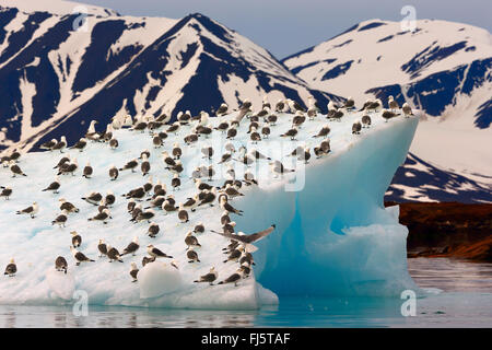 Schwarz-legged Kittiwake (Rissa Tridactyla, Larus Tridactyla), auf einem Eisberg im Liefdefjord, Norwegen, Svalbard Stockfoto